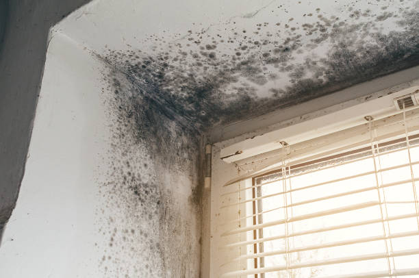 Affordable Mold Cleanup solutions in Fairfield, NJ